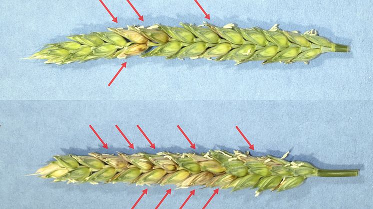 Angrepp av axfusarios på veteax som infekterats med svampen Fusarium graminearum. På det övre axet, som dessförinnan hade besprutats med ett RNA-preparat, hade betydligt färre kärnor angripits. Foto: Poorva Sundararajan