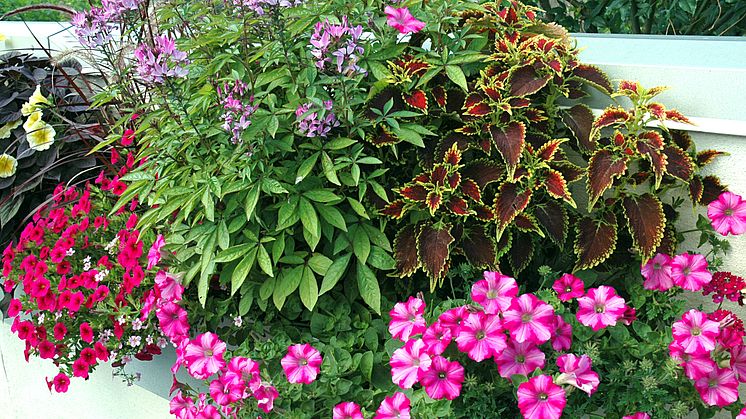 Recept på en lyckad plantering juni
