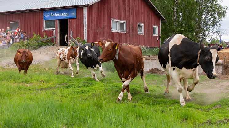 Dags för Norrmejeriers betessläpp 2025