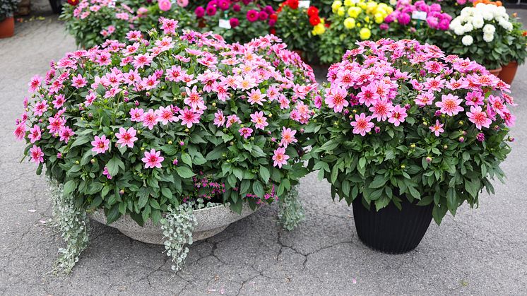 Årets Victoriadahlia 2025 - ’Starburst Pink’
- en Anemonblommig Sommardahlia som det påtagligt sprakar om.
