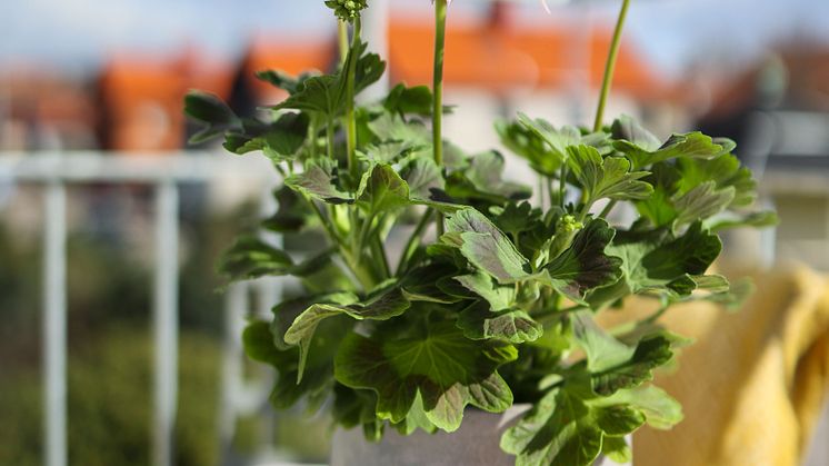 Årets Pelargon 2025 Pelargonium Summer Twist Rose foto SydGrönt (6).jpg