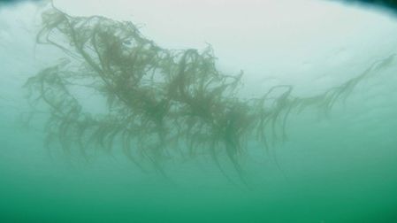 Melosira arctica assemblage attached to the underside of sea ice 