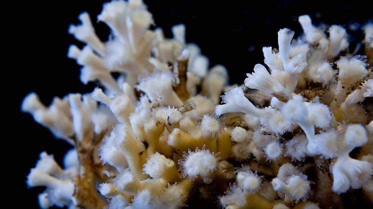 Nu är betongfundamenten klara och vi inleder projektets fas två: att återskapa levande korallrev i havet. Foto: Susanna Strömberg, Göteborgs universitet.