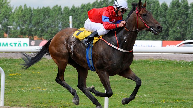 Fjorton hästar i Svenskt Derby 