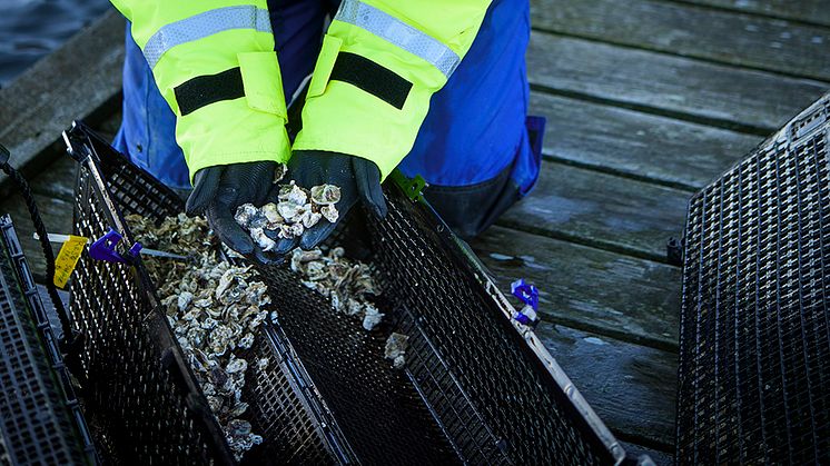 Komplexa regler försvårar odling i havet
