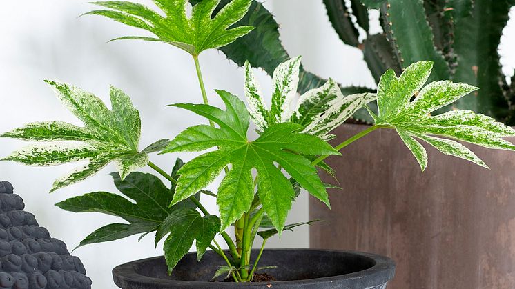 0_Fatsia japonica variegata Spiderweb_1920.jpg