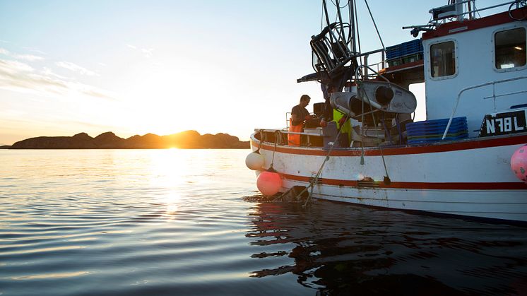 Foto: Norges sjømatråd