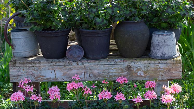 Årets Pelargon 2025 13 Pelargonium Summer Twist Rose foto annikasnaturligating.jpg