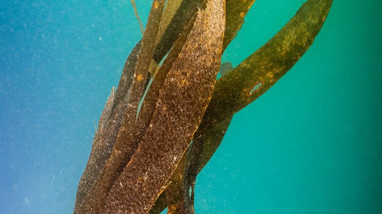 Kelp_Swanage pier_Luke Helmer.jpg
