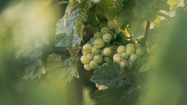 Freyburg (Unstrut)_Freyburg_Weintrauben_im_Weinanbaugebiet_Saale-Unstrut.jpg