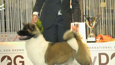 MyDOG 2012