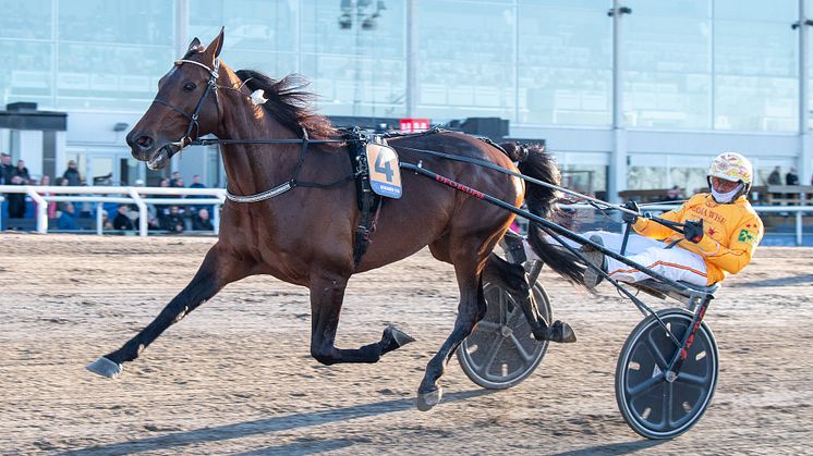 Sweden Cup-segraren 2023 är klar för Elitloppet. Bengurion Jet tar plats i årets stjärnspäckade fält. Foto: TR Bild