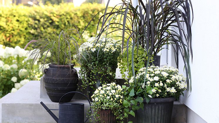 Dags att plantera om i krukorna på terrassen! Ett säkert kort för lång blomning är krysantemum. 