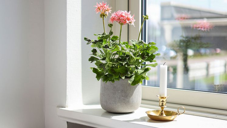 Årets Pelargon 2025 Pelargonium Summer Twist Rose foto SydGrönt 1200.jpg