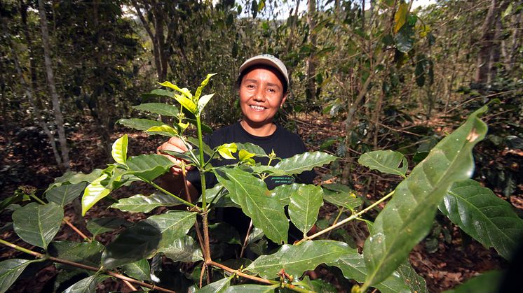 Antonia Josefa López Gadea odlar kaffe i Nicaragua