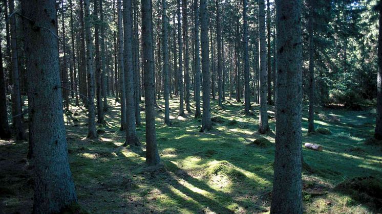 SLU öppnar för intensivodling av skog