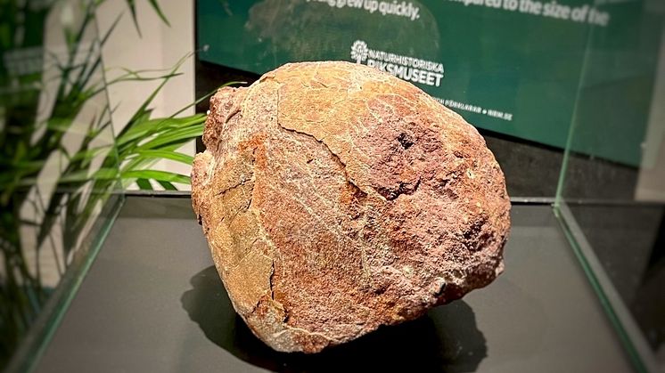 dinosaurieägg.jpg