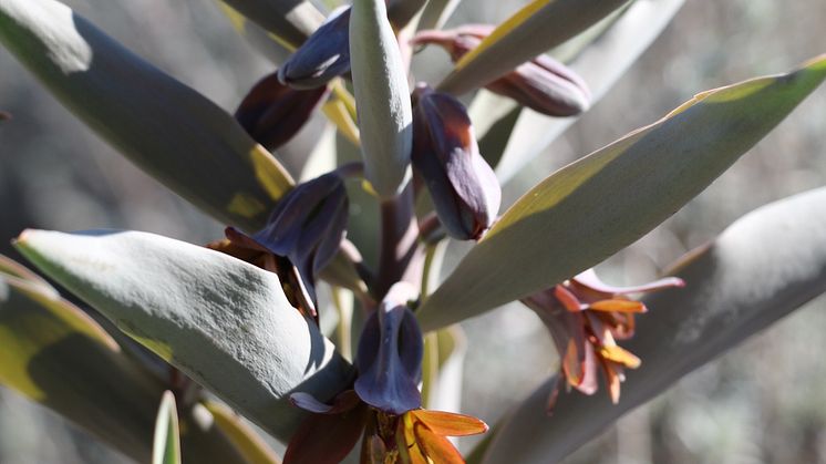 Fritillaria sewerzowii