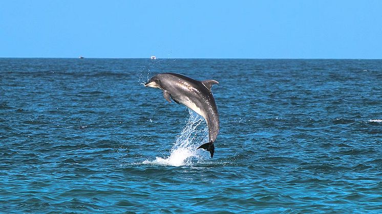 Dolphins-in-Lovina.jpg