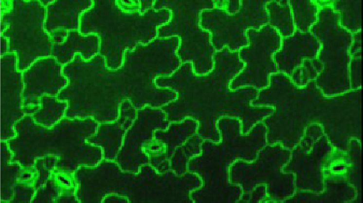 Plant cells