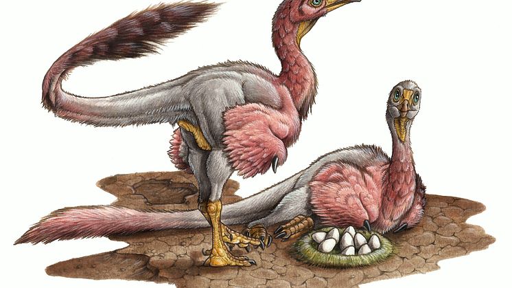 Reconstruction of Bonapartenykus