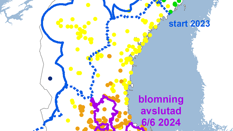 Syrenens blomning 2024.png