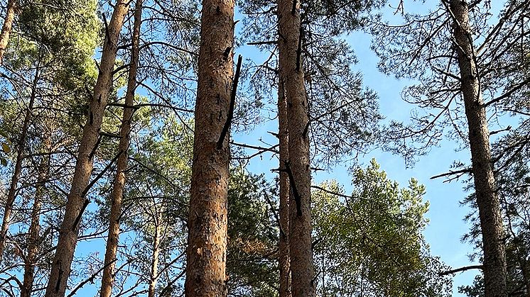 Tallar med åtskilliga döda grenar på stammen under den gröna kronan. Foto: David Stephansson
