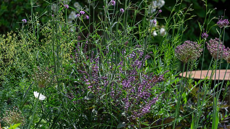 Årets Sommarblomma 2025 10 Blomsterbasilika Magic Verbena bonariensis foto annikasnaturligating.jpg