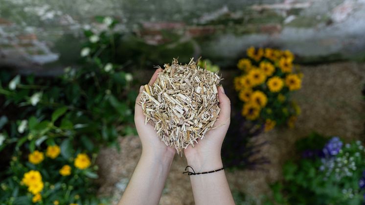  Geeignet für Gartenbeet oder Einstreu in Ställen: der neue Mulch von Floragard auf Basis von Miscanthus x giganteus 