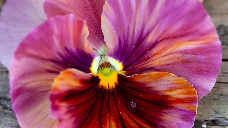 Viola wittrockiana Fancy Peach Shades foto annikasnaturligating (3).jpg
