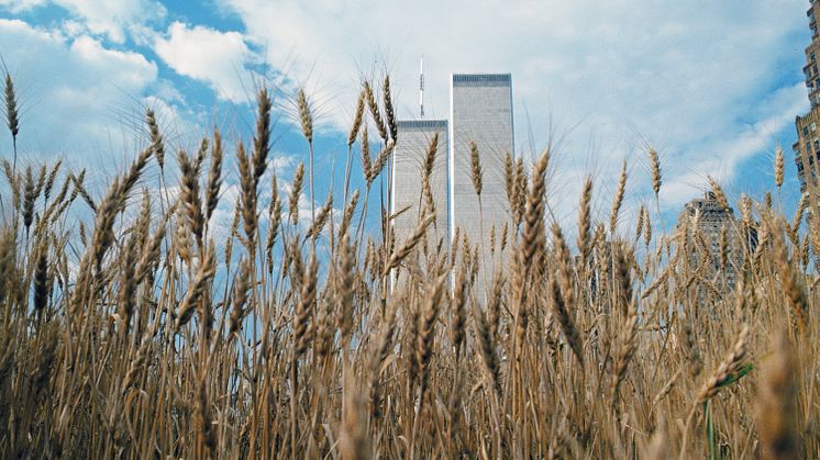 Agnes Denes, Wheatfield - A Confrontation: Battery Park Landfill, Downtown Manhattan - Cloudy Sky, 1982. Copyright Agnes Denes, Courtesy Leslie Tonkonow Artworks + Projects