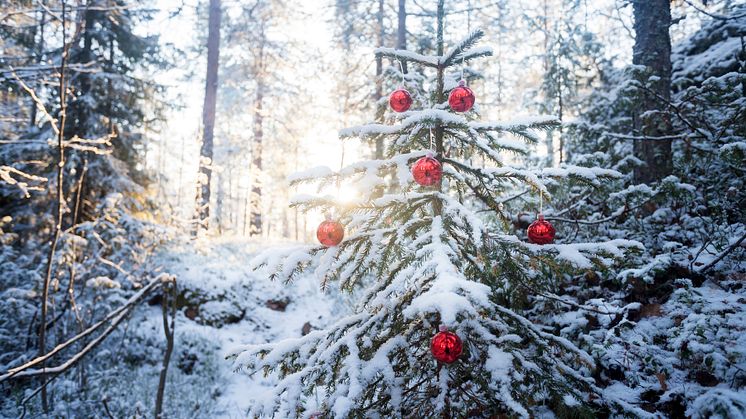 New research shows that conifers have special strategies to survive the harsh winters in the north. Photo: Johnér Bildbyrå AB