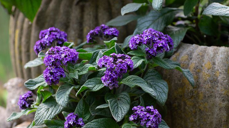 Heliotropium arborescens Årets Sommarblomma 2024 foto annikasnaturligating (13).jpg
