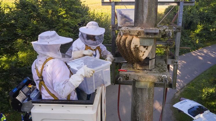 Der Bau eines Bienenstocks in exponierter, ungeschützter Lage ist für ein Bienenvolk ungewöhnlich. Die Bergung war nur mit Hebebühne möglich (Foto LEW / Jonas Ziegler). 