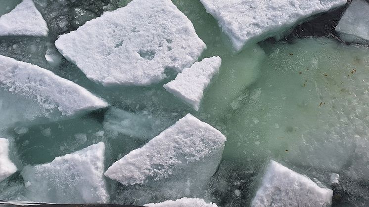 Algae associated with sea ice II.jpg