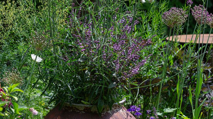 Årets Sommarblomma 2025 10 Blomsterbasilika Magic Verbena bonariensis foto annikasnaturligating 16-6.jpg