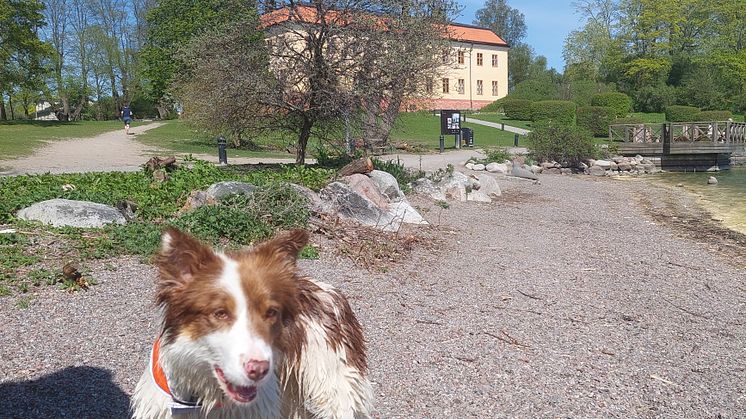 Hunden Jenny