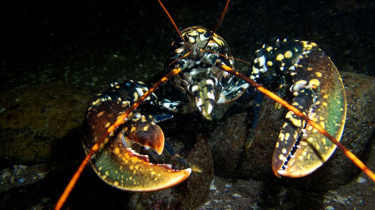 Calicohummer går i plattfisken 3 © Martin Stjernstedt Havets Hus.jpg