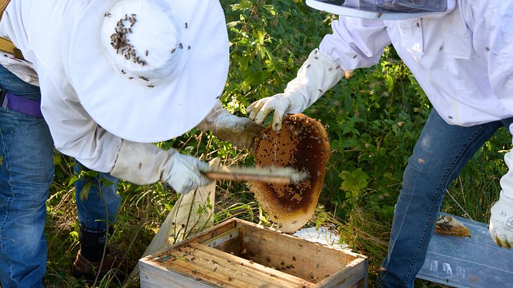 20241022_Umsiedlung Bienenstock_3