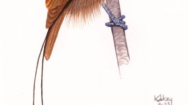 Neoparadisea ruysi.jpg