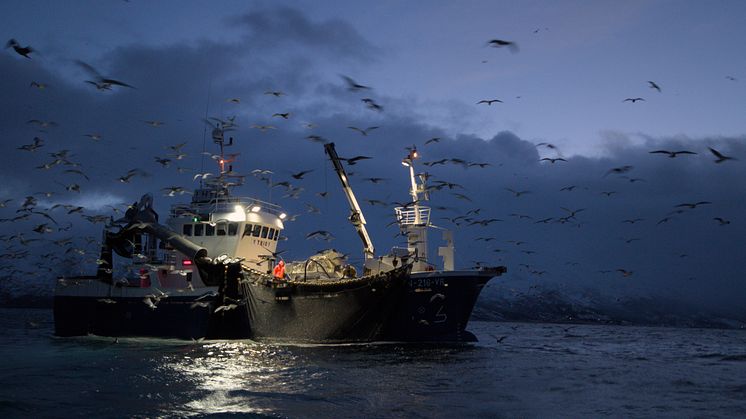 Fiskebåt med fulgler Foto Pierre Blevin.jpg