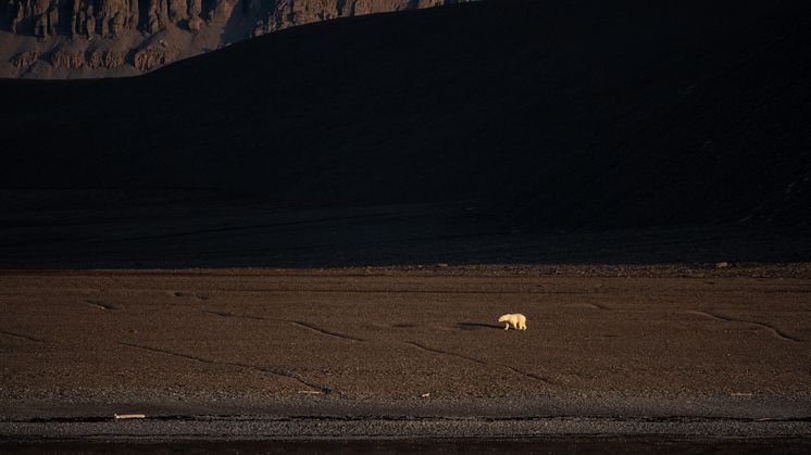 Polar Bear, Radstock Island (Credit_Camille Seaman & HX Expeditions).JPG