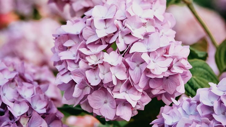 hortensia_juli_2023_anna-nyman.jpg