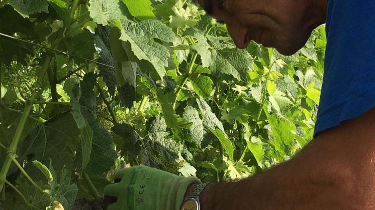 Gianni_Brunelli_harvest.jpg