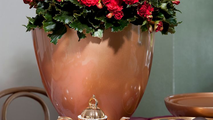 Begonia hiemalis ´Grace´