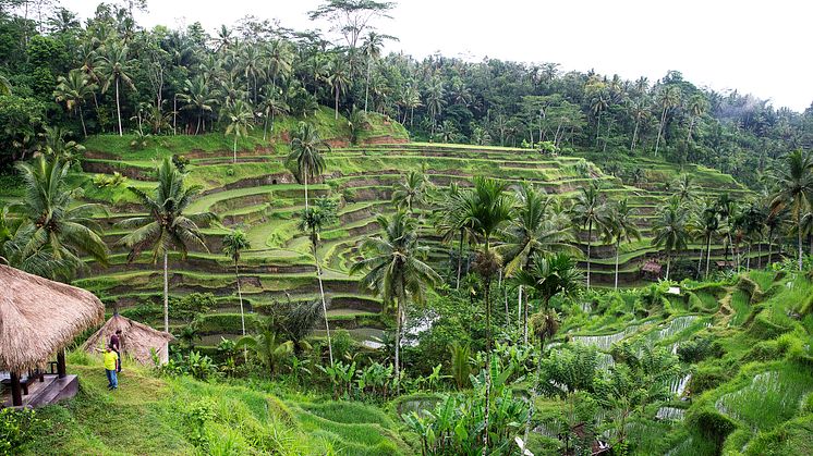 Ubud.jpg