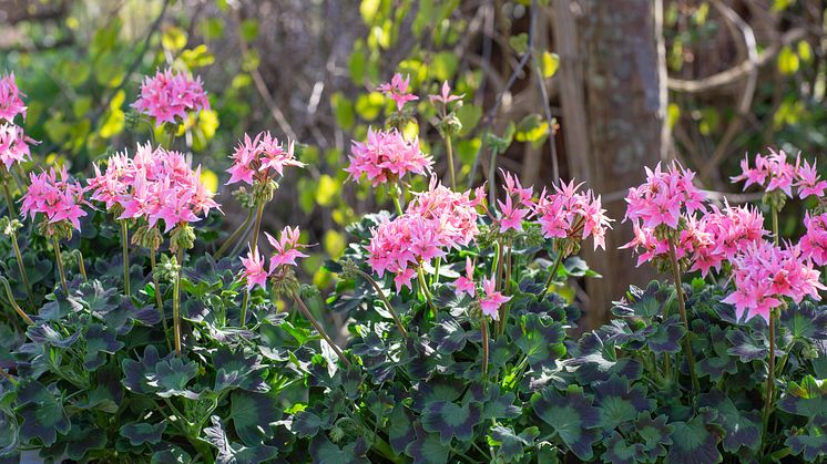 Årets Pelargon 2025 11 Pelargonium Summer Twist Rose foto annikasnaturligating (5).jpg