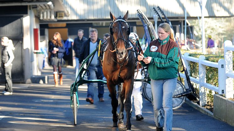 Maharajah tvåa i Prix d'Amerique