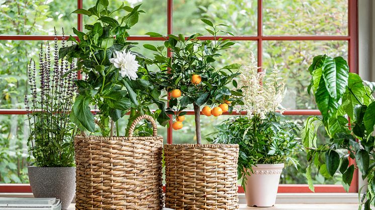 Rusta_2024_S2_Flower_pot_Toscana_Basket_pot_set_Lissabon-I.jpg