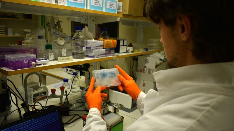 A specific protein in human lung cells can block the SARS-CoV-2 virus from entering. Photo: Umeå University
